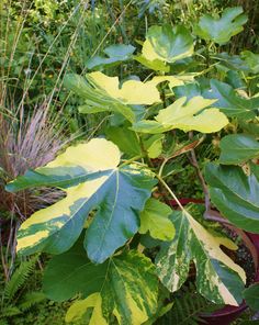 a plant with green leaves in the middle of some bushes and plants behind it are purple flowers