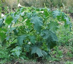 a large green plant with lots of leaves in the middle of some grass and dirt