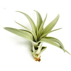 an air plant on a white background