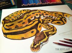 a drawing of a yellow and black snake on paper with colored pencils next to it