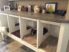 a dog standing in front of a counter top with two dogs on it's beds