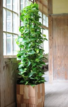 a tall potted plant sitting on top of a wooden floor next to a window