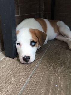 a brown and white dog laying on the floor next to a black pole with blue eyes