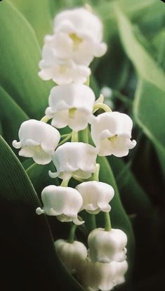 some white flowers that are growing in the grass