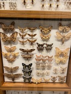 a display case filled with lots of different types of moths