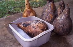 three pears and two gourds sitting on the ground