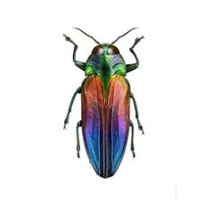 a colorful beetle with long legs on a white background, framed in black and white