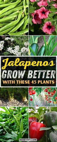 different types of plants with the title jalapenos grow better with these 45 plants