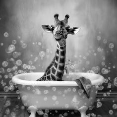 a black and white photo of a giraffe in a bathtub with bubbles