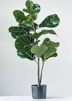 a potted plant sitting on top of a white table next to a black vase