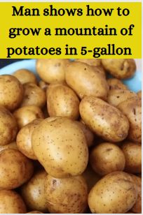 a bowl full of potatoes with the caption man shows how to grow a mountain of potatoes in 5 - gallon