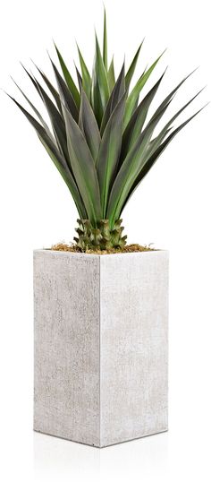 an aloen plant in a white square pot