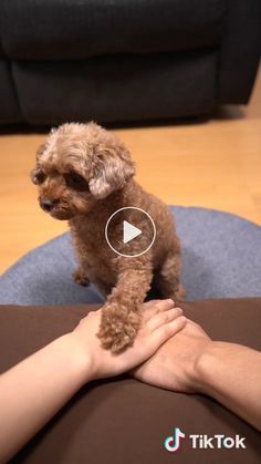 a small brown dog sitting on top of a person's arm