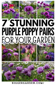 Create a garden filled with color by designing a purple poppy paradise with these 7 flower arrangement ideas. Include exotic flowers, purple poppies, beautiful blooms, and explore flower art painting and flower photos to bring it all together. Purple Poppies, Flower Arrangements, Poppies