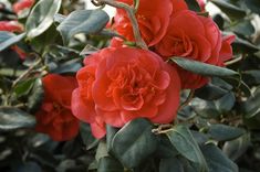 red flowers blooming in the middle of green leaves on a bushy tree branch