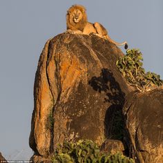 a lion sitting on top of a large rock