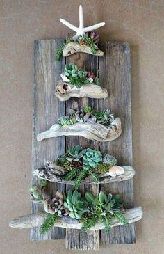 a wooden shelf with succulents and starfish decorations on the top of it