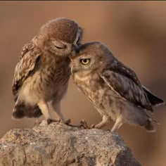 two small owls standing next to each other on top of a rock