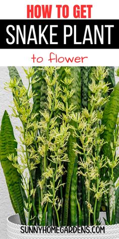 snake plant in a pot with text overlay how to get snake plant to flower