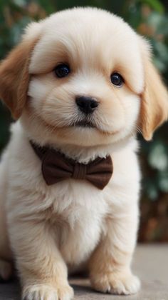 a small white puppy with a brown bow tie sitting in front of a bush and looking at the camera