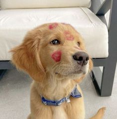 a dog with pink spots on its face sitting in front of a chair