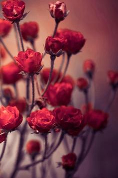 some red flowers that are in a vase