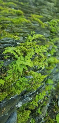 green moss growing on the side of a stone wall