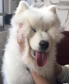 a person holding a white dog with its tongue out and it's eyes closed