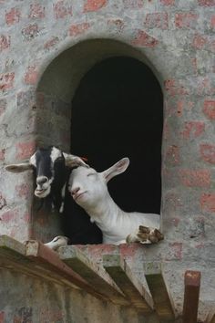 two goats are standing in the window of a building with brick walls and stone arches