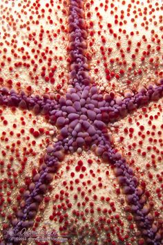 a starfish with red and purple dots on it's body is seen in this image