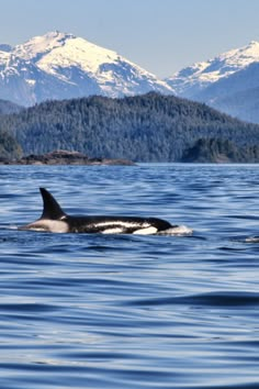 two orca's swimming in the water with mountains in the background