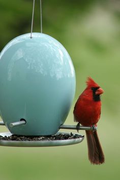 a red bird sitting on top of a blue bird feeder with a green ball hanging from it's side