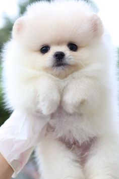 a small white dog standing on top of a person's hand with it's paw in the air