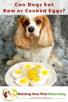 a dog sitting in front of an egg on a plate with the words can dogs eat raw or cooked eggs?