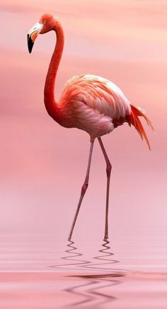 a pink flamingo standing in the water