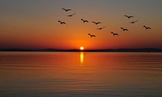 a flock of birds flying over the ocean at sunset