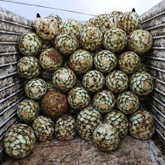 a truck full of pineapples sitting in the back of it