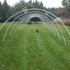 a dog is sitting in the grass under an arch made out of white plastic pipes