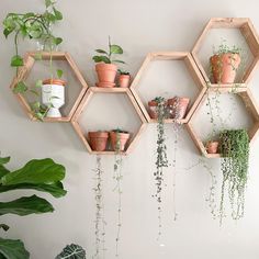 several hexagonal shelves with plants on them in front of a wall mounted planter