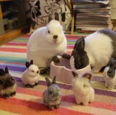 the rabbits are eating out of their bowls