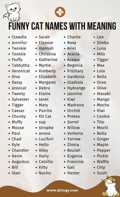 Funny Cat Names Cat Names Boy, Guinea Pig Names, Pig Names, Funny Name Generator, Names For Cats, Boy Cat Names