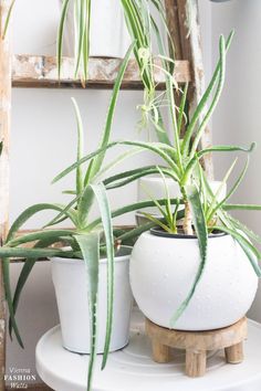 two potted plants sitting on top of a white table next to a mirror and ladder