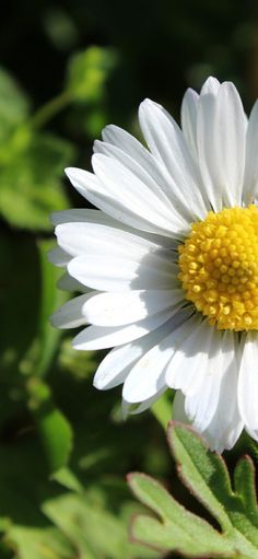 a white flower with yellow center surrounded by green leaves