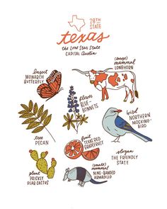 the texas state map is shown with birds, flowers and other things to see on it