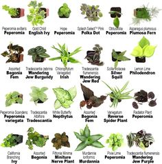 an image of different types of plants