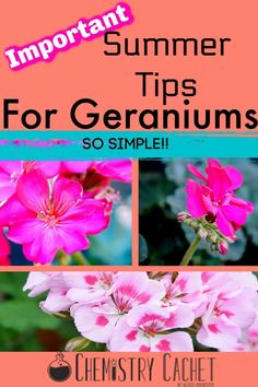 pink flowers with text that reads, important summer tips for geraniums so simple