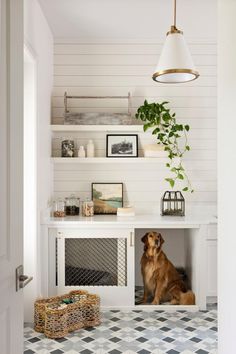 a brown dog sitting under a white shelf next to a potted plant and basket