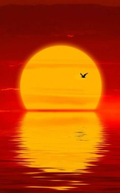 a bird flying in front of the sun at sunset or sunrise over water with red and yellow colors