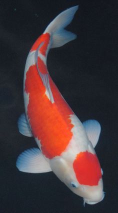 an orange and white fish swimming in the water