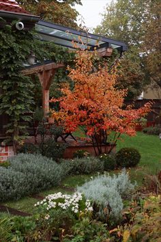 an orange tree in the middle of a garden